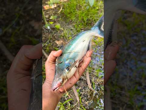 I Found a Fish You’ve Never Seen Before 🐬😮!! #facts #fish #fishyfacts #monsterfish