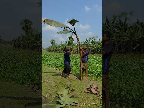 (Ep-2656)Funny video 🌴banana harvest🍌#shorts #viral #fun