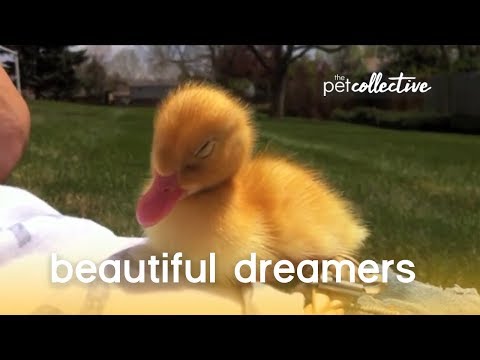 Beautiful Dreamers - Pet Edition | The Pet Collective - UCPIvT-zcQl2H0vabdXJGcpg