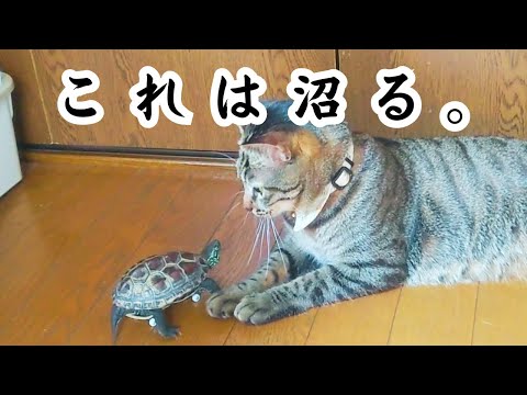 【全猫必見】スケボー亀を沼らせる！あざとい恋のテクニック【Love techniques to make skateboarding turtles fall in love 】