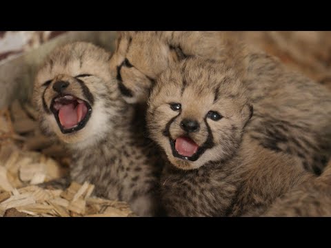 First medical visit for newborn cheetahs at Norwegian zoo | AFP