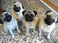 Pug Head Tilt X 4