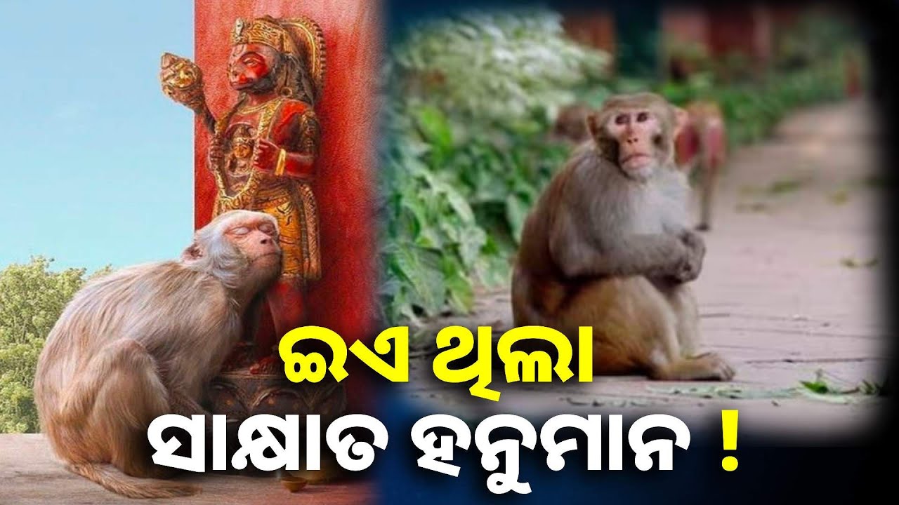 ଗାଁ ଲୋକଙ୍କ ବନ୍ଧୁ ଥିଲା ମାଙ୍କଡ଼ଟି, ଦେହାନ୍ତ ପରେ କୀର୍ତ୍ତନ କରି ମୃତଦେହ ସତ୍କାର କଲେ ଗ୍ରାମବାସୀ || Knews odisha