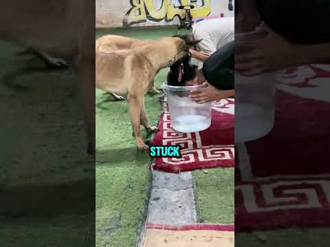That dog exposed its opponent's cheating.😱
