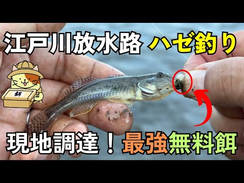 【無料餌で爆釣⁉︎】江戸川放水路ハゼ釣り!まさかの