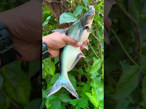 One of the Rarest Fish Ever Seen🐟💎 !! #facts #knoweledgefacts #fishspecies #infoknow