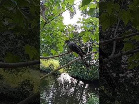 Bachaa❤️😘😍🥰🐦🪶😘 #birds #shorts #shortvideo #status #foryou #foryoupage #subscribe @RimiNaskar672