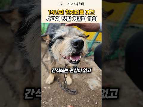 주인이 없는 강아지인 줄 알았는데... <strong>14살</strong> 까미를 돌보는 천사들의 정체 #강아지 #반려견 #shorts