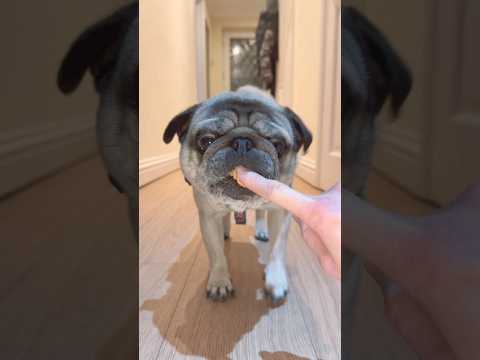 Pug versus PEANUT BUTTER! 😱 #cutedog #pugdog #dogshorts