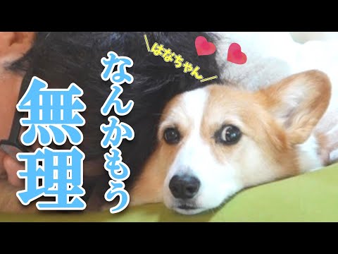 普段は大好きな父だがしつこくベタベタされて蛙化するコーギー犬