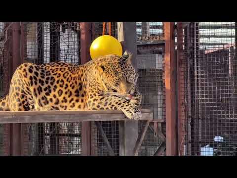 ПОРШИК раздобрел, но ФОРМУ не потерял! Минский зоопарк 