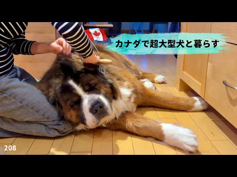 大型犬の飼い主は無責任💢大型犬なんて飼うな⁉︎【超大型犬3頭とカナダで田舎暮らし・海外生活】