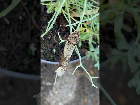 It’s not bird poop! Look closely! #garden #latebloomer