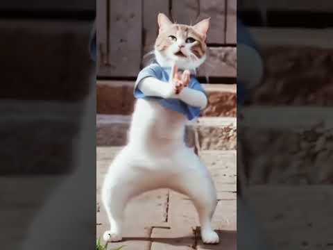 Cute cat dance #catdancer #cat #catdance #dancingcat #funny #viralcat #shorts