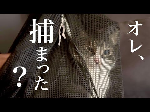 元ボス猫を病院に連れて行くために、ネットに入れます！