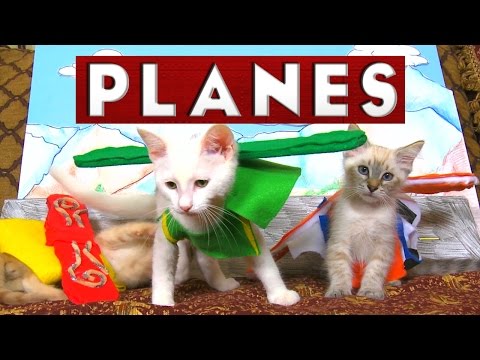 Disney's Planes (Cute Kitten Edition) - UCPIvT-zcQl2H0vabdXJGcpg