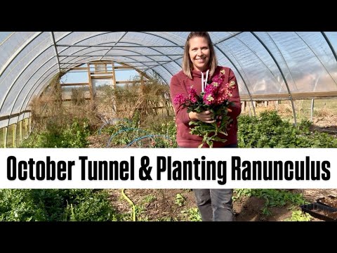 An October look in the tunnel & planting ranunculus to overwinter! Zone 5 : cut flowers : gardening