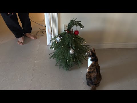 vlogmas 22 | dahyeshka