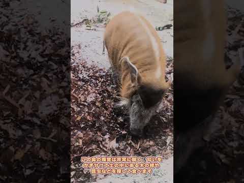 【よこはま動物園ズーラシア】アカカワイノシシ✨#shorts