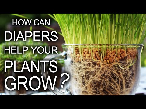 Diapers Help Your Plants Grow! - UC1zZE_kJ8rQHgLTVfobLi_g