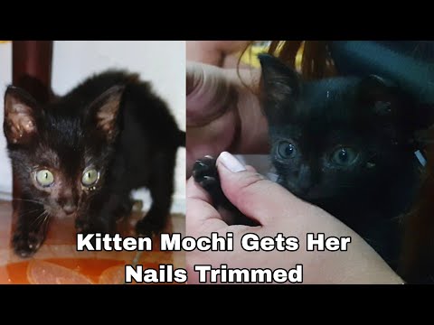 Kitten Mochi Gets Her Nails Trimmed and look what she does after trimming