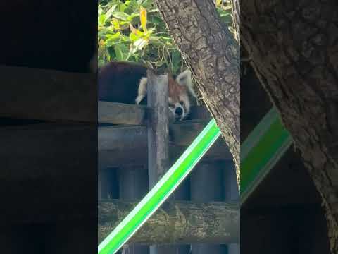 レッサーパンダのケンシンくんほっぺムニュ瞬間大森山動物園2025年9月 サムネイル