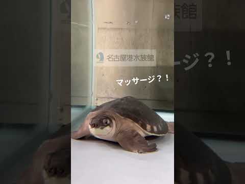 猫の動画サムネイル - マッサージ？！～ブタバナガメ～ 　#shots #名古屋港水族館