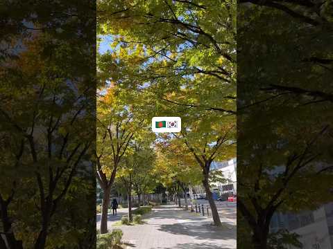 🇧🇩🇰🇷 South Korea ❤️ #shorts