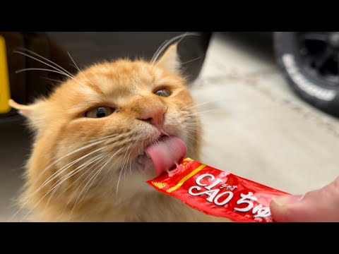 オレンジ猫が遊びにくる