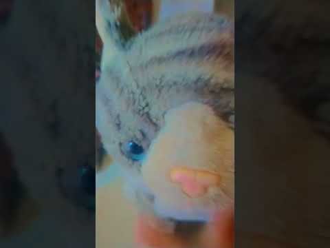 aaaaaa kaki ku bolong satu