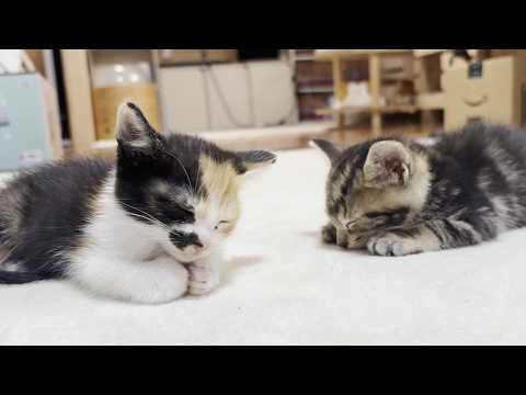 猫の動画サムネイル - ルンバを快適な乗り物だと知らず怖がる子猫
