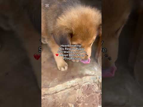 Heartbreaking! This Rescue Puppy Still Waiting for Love 💔 Adopt Don’t Shop 🐾 #DogRescue