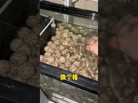 藍環章魚孵化成功！差點丟了命…#藍環章魚