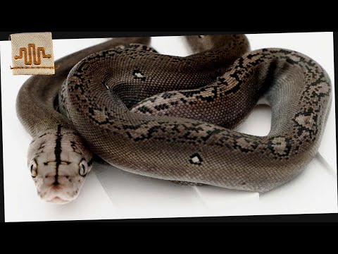 Making Metal Snakes? | The Clutch Files In this video Garrett takes a look at a really cool clutch of Aneries and Anery Goldenchilds! With t