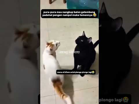 Kesempatan gamp4r temannya dia😂#shorts #kucing #funnycats #animals #shortsvideo
