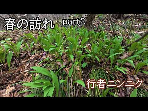 春の訪れ 2 行者ニンニク 旬の簡単1人鍋を作って食す!!