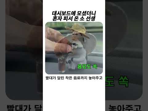 대시보드로 모셔온 혼자 피서 즐기는 <strong>소</strong> 선생