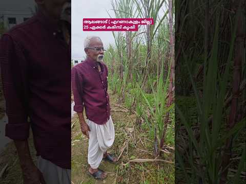കരിമ്പ് കൃഷിയുടെ ഫുൾ വീഡിയോ ചാനലിൽ,... ലിങ്ക് 👇#shortsfeed #shortvideo #shorts