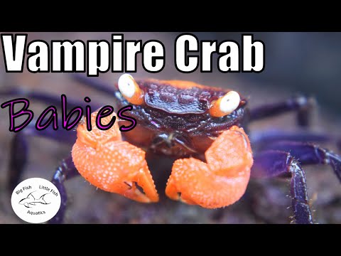 Breeding Vampire Crabs | Crab Babies Fish Room Vlo Breeding Vampire Crabs | Crab Babies Fish Room Vlog #6 

In todays video, is a quick update on the V