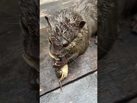 Feast Your Eyes on Cozy Cuties Eating Crab So Adorable!#otter #puppy #cute #animals