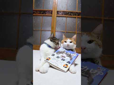 猫の動画サムネイル - にゃるほど! コミュ力UP語彙辞典　250808　#のせ猫　 #cat #のせ猫 #cute #ネコ #猫のいる暮らし　 #かご猫　　 #猫　#にゃるほど! コミュ力UP語彙辞典　#KADOKAWA