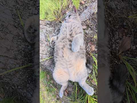 お腹がつっかえて起き上がれないデブ猫ちゃんw #猫 #ねこ #cat