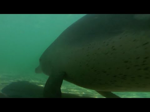 Heavily Pregnant Dolphin Can't Hunt | Puck's Story Part 1 | Dolphins of Shark Bay