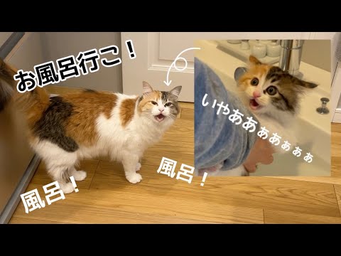 3年前お風呂で大泣きしていた子猫の現在が大変なことになっていて困っています