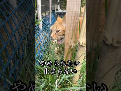 猫の動画サムネイル - やめられない 止まらない 猫草 バイキング 散歩 猫 cat アメショ
