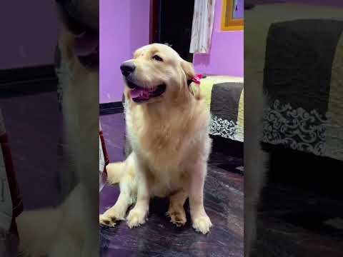 #DogLovers #CuteDog #FunnyDogs #DogViral #DogVideo #PuppyLove #PetViral #DogLife #InstaDog #DogTok