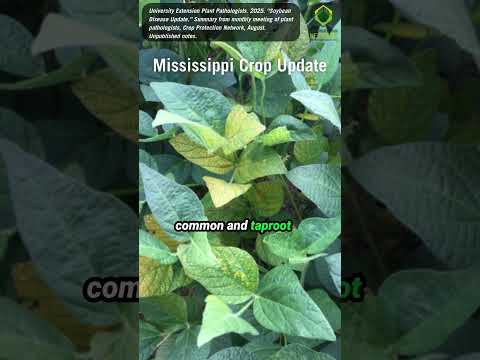 Mississippi Crop Disease Update | Key Corn and Soybean Issues #mississippi #USSoy #shorts #farming