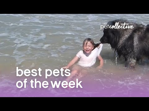 Best Pets of the Week | August 2018 Week 3 - UCPIvT-zcQl2H0vabdXJGcpg