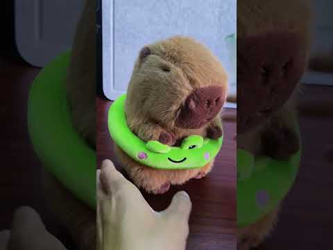 It's my plush capybara's grooming day~