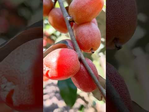 Harvest fruit #garden #farming #harvest #vegetables #fruit